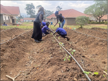 Planting collards on the raised beds
