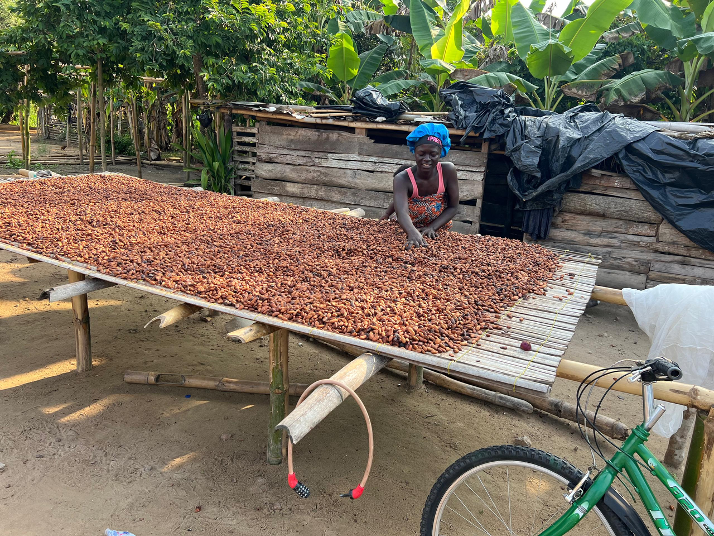 OISL client, Esi, drying her cocoa beans on the drying mat.